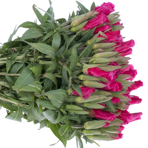 Godetia cerise Bündel 40cm