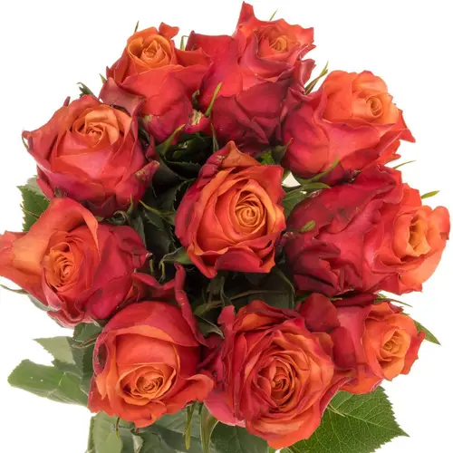 Rose orange Firelight 60cm
