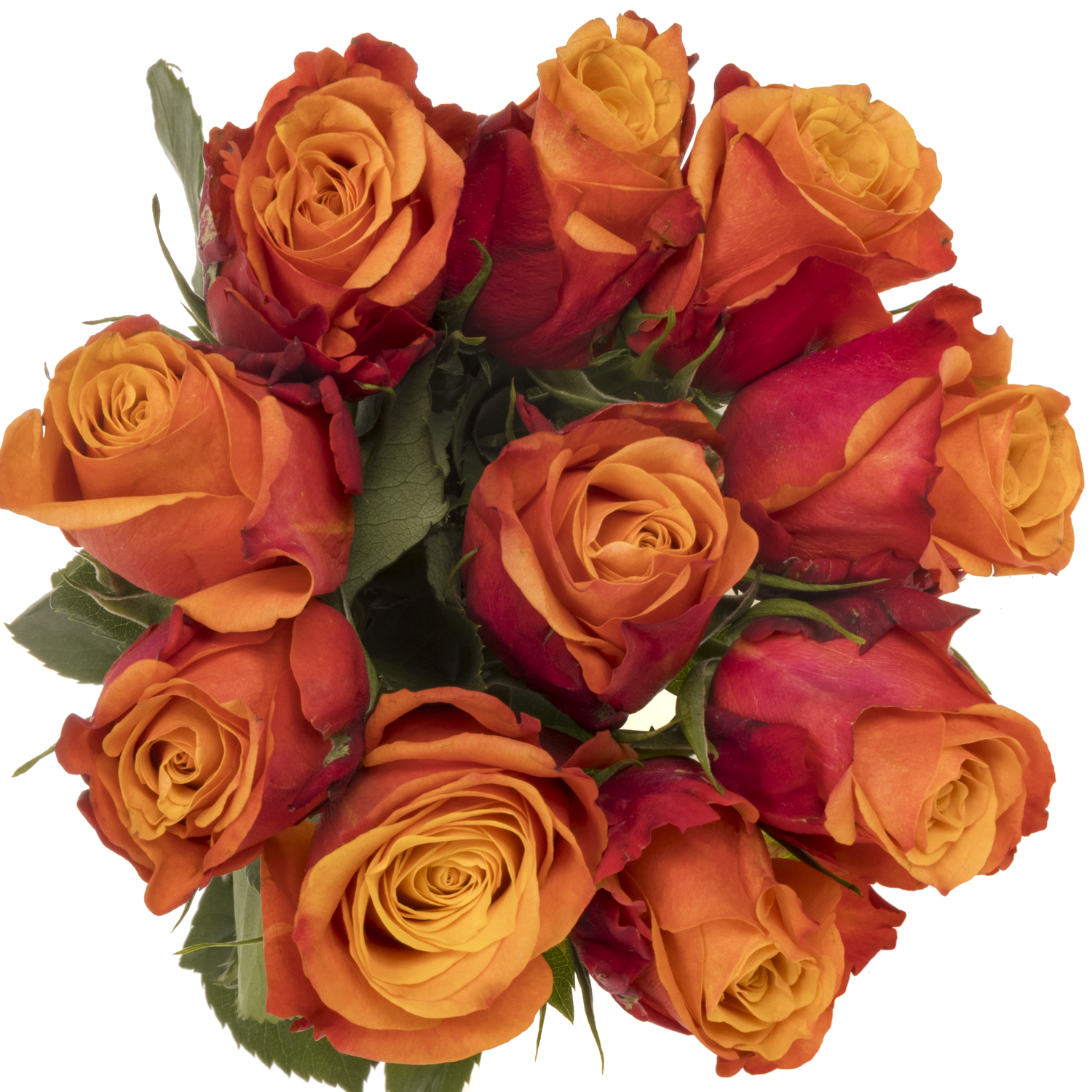 Rose orange/rot Firelight 60cm