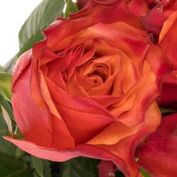 Rose orange Firelight 60cm