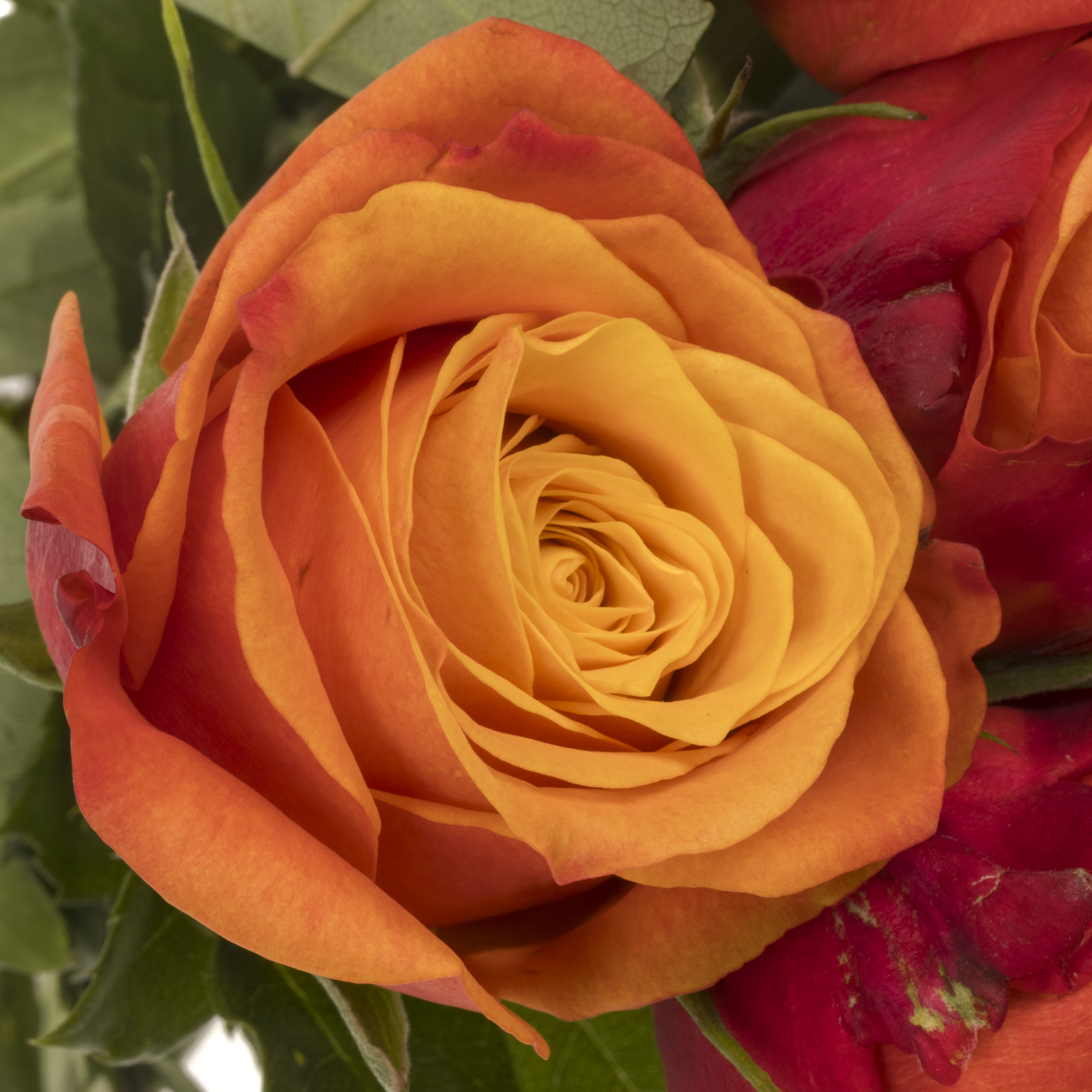 Rose orange/rot Firelight 60cm