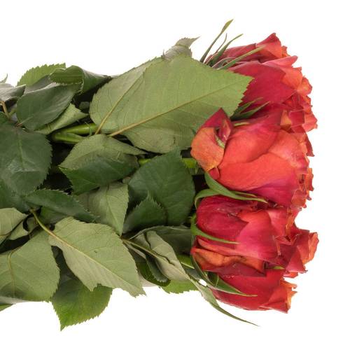 Rose orange Firelight 60cm