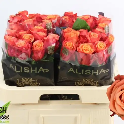 Rose orange Firelight 60cm