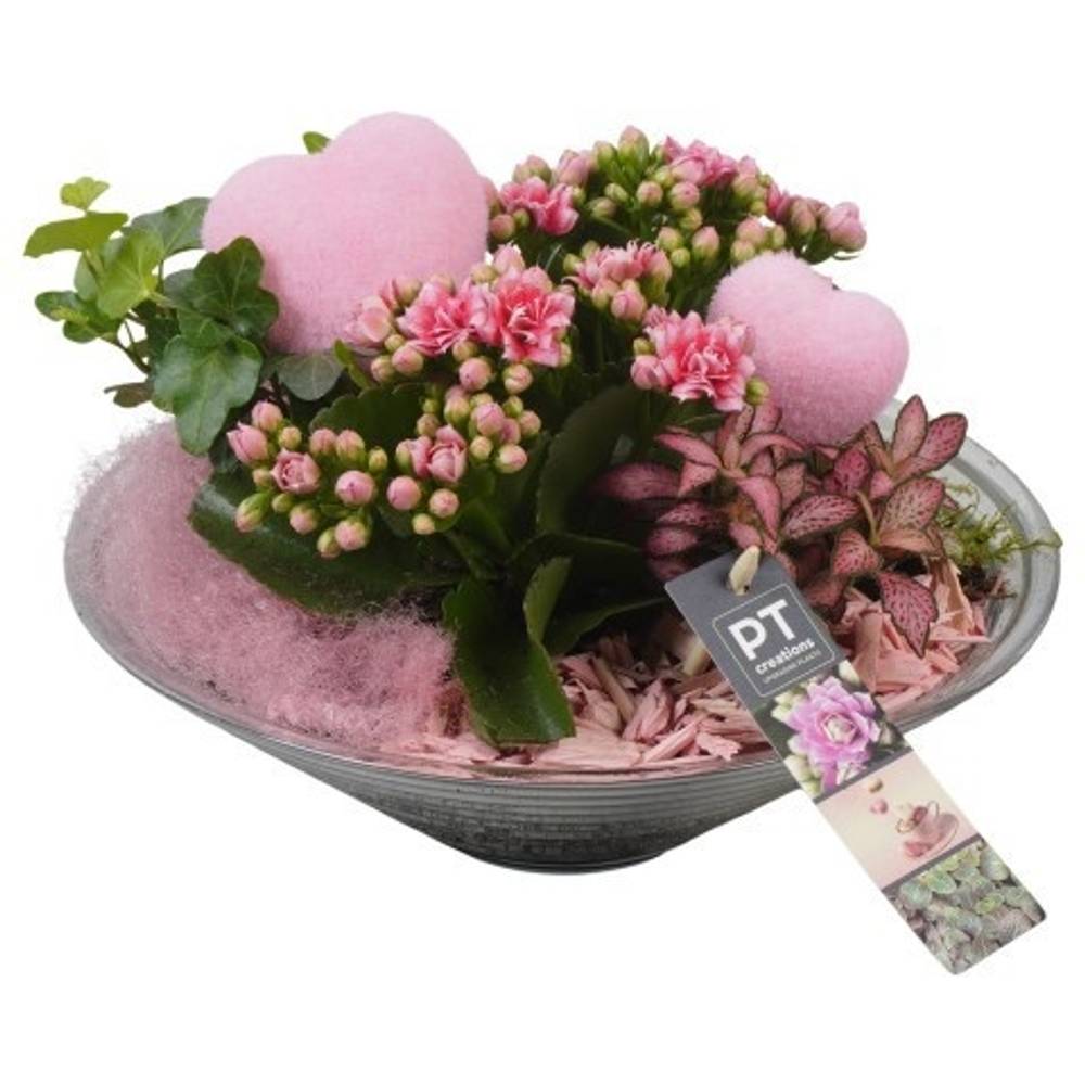 Kal.Arr PTVMG4972 T26 H022