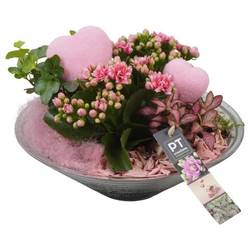 Kal.Arr PTVMG4972 T26 H022