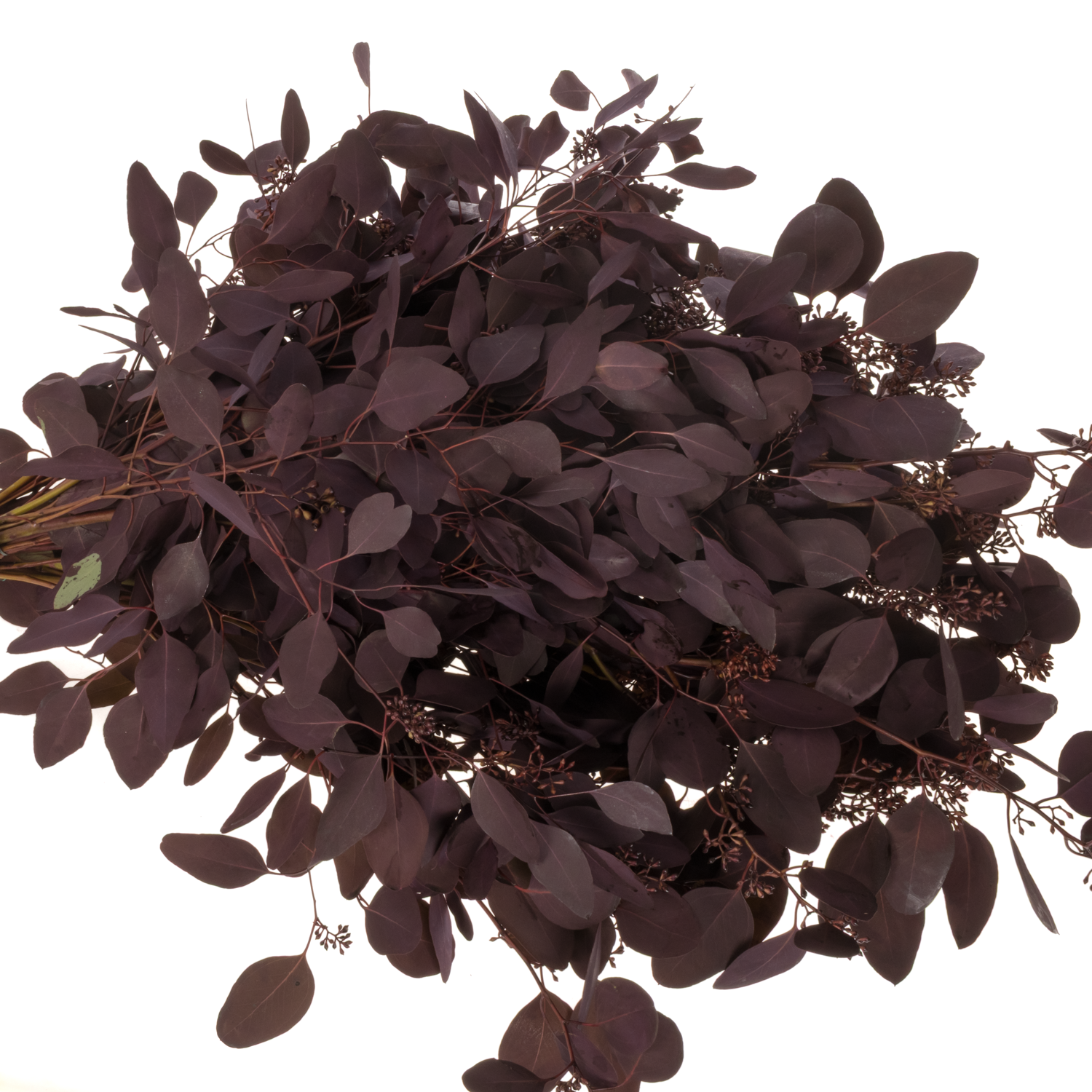 Populus aubergine Frucht gefärbt 300 Gramm 65cm