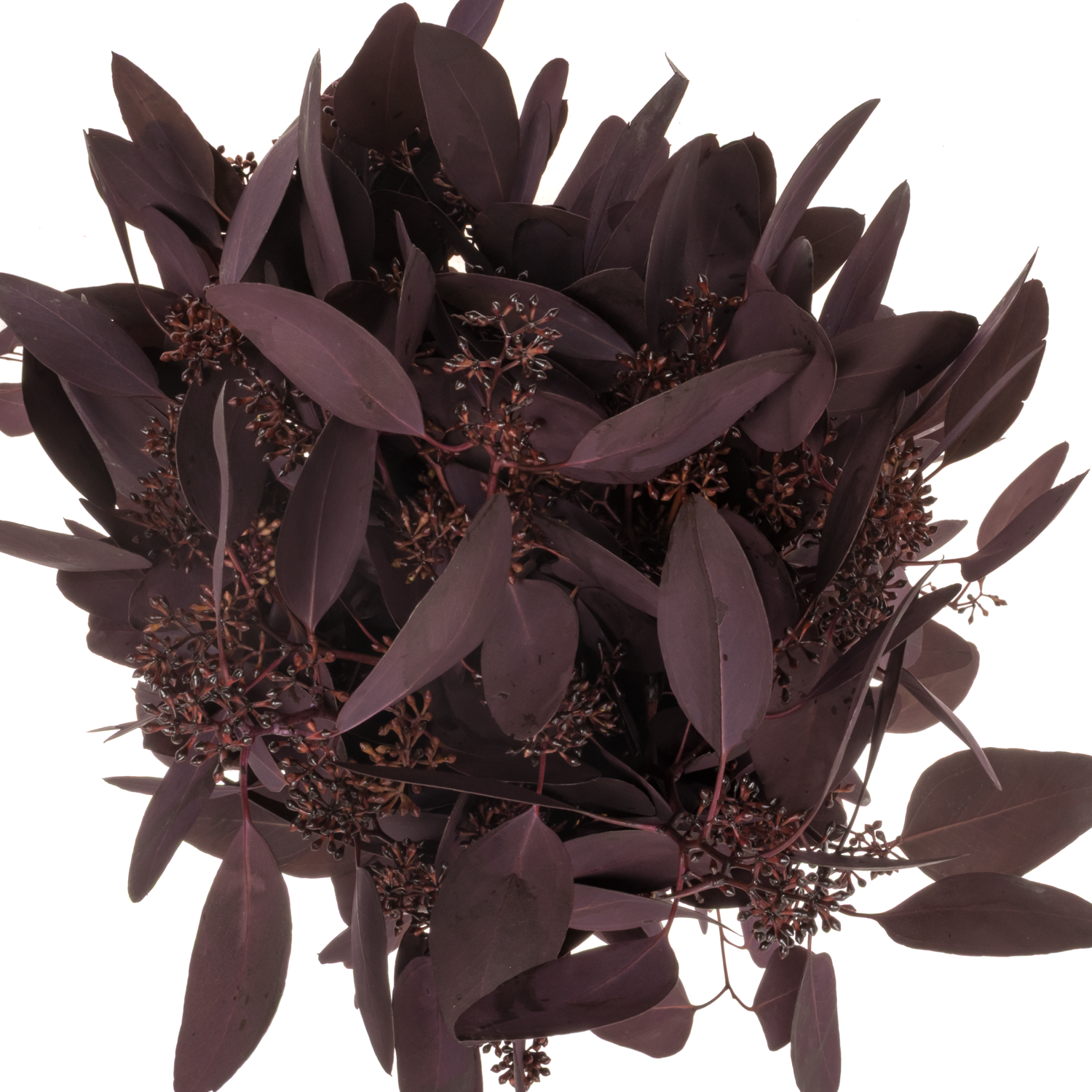 Populus aubergine Frucht gefärbt 300 Gramm 65cm