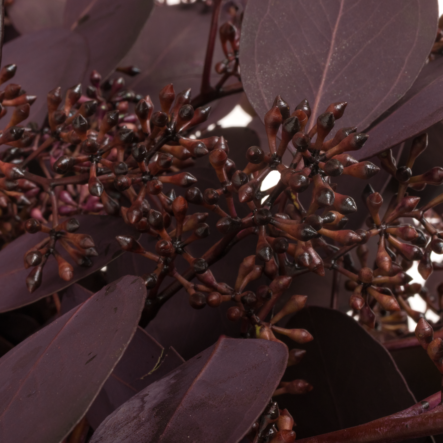 Populus aubergine Frucht gefärbt 300 Gramm 65cm