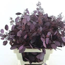 Populus aubergine Frucht gefärbt 300 Gramm 60cm