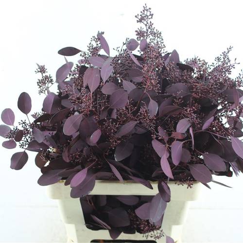 Populus aubergine Frucht gefärbt 300 Gramm 60cm