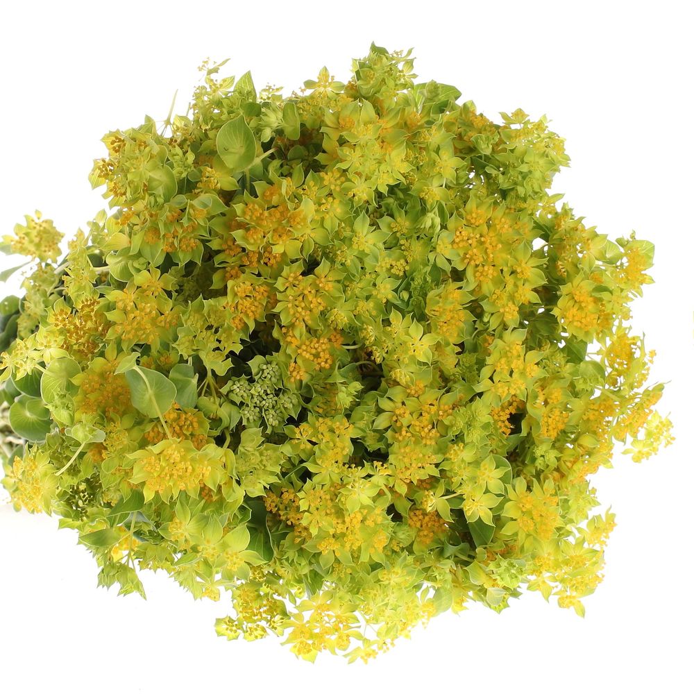 Bupleurum grün/gelb 50cm