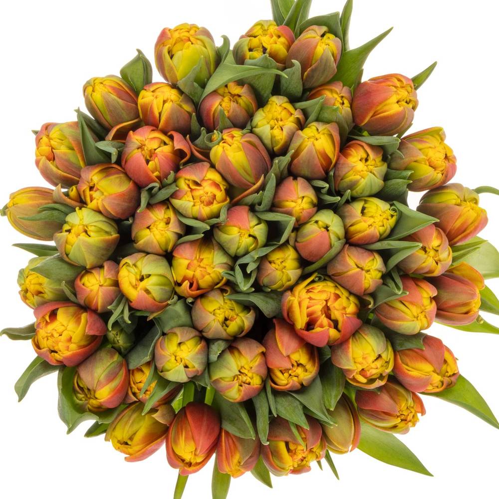 Tulpe orange/gelb doppel Cilestra 30 Gramm