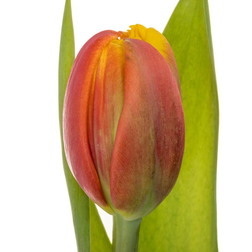 Tulpe orange/gelb doppel Cilestra 30 Gramm