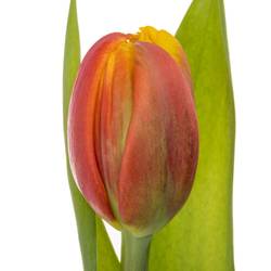 Tulpe orange/gelb doppel Cilestra 30 Gramm