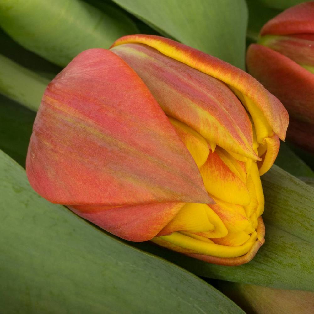 Tulpe orange/gelb doppel Cilestra 30 Gramm