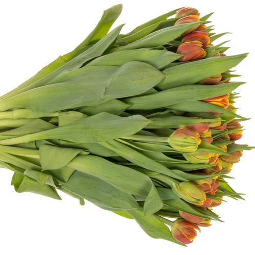 Tulpe orange/gelb doppel Cilestra 30 Gramm