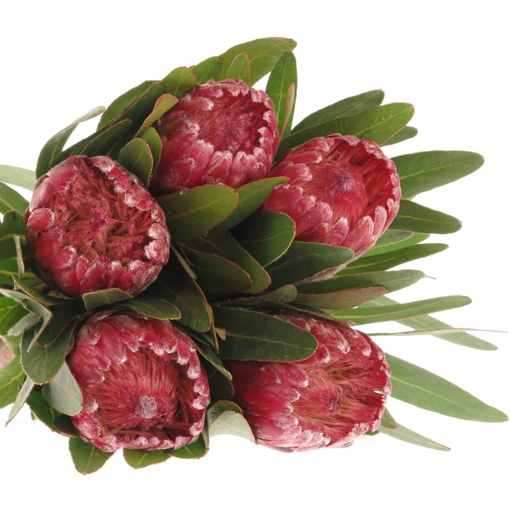 Protea rot Lancelot 40cm