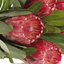 Protea rot Lancelot 40cm