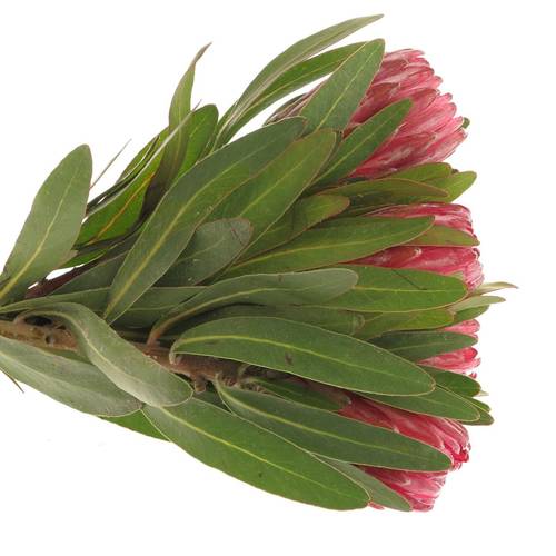 Protea rot Lancelot 40cm