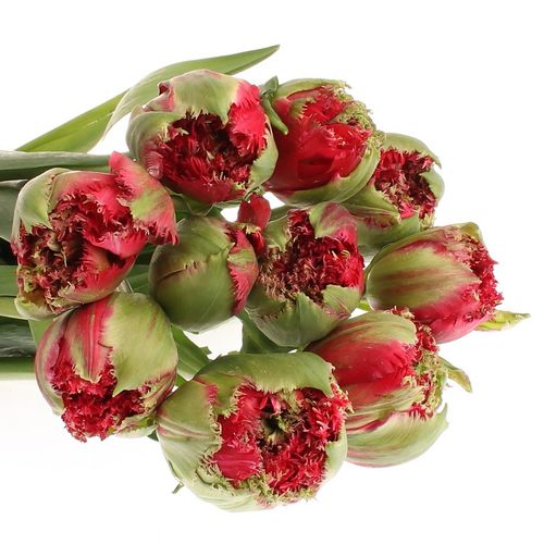 Franz.rot gezackt Renown 70 Gramm 65cm