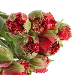 Franz.rot gezackt Renown 70 Gramm 65cm