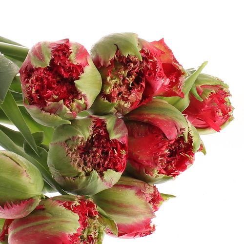 Franz.rot gezackt Renown 70 Gramm 65cm