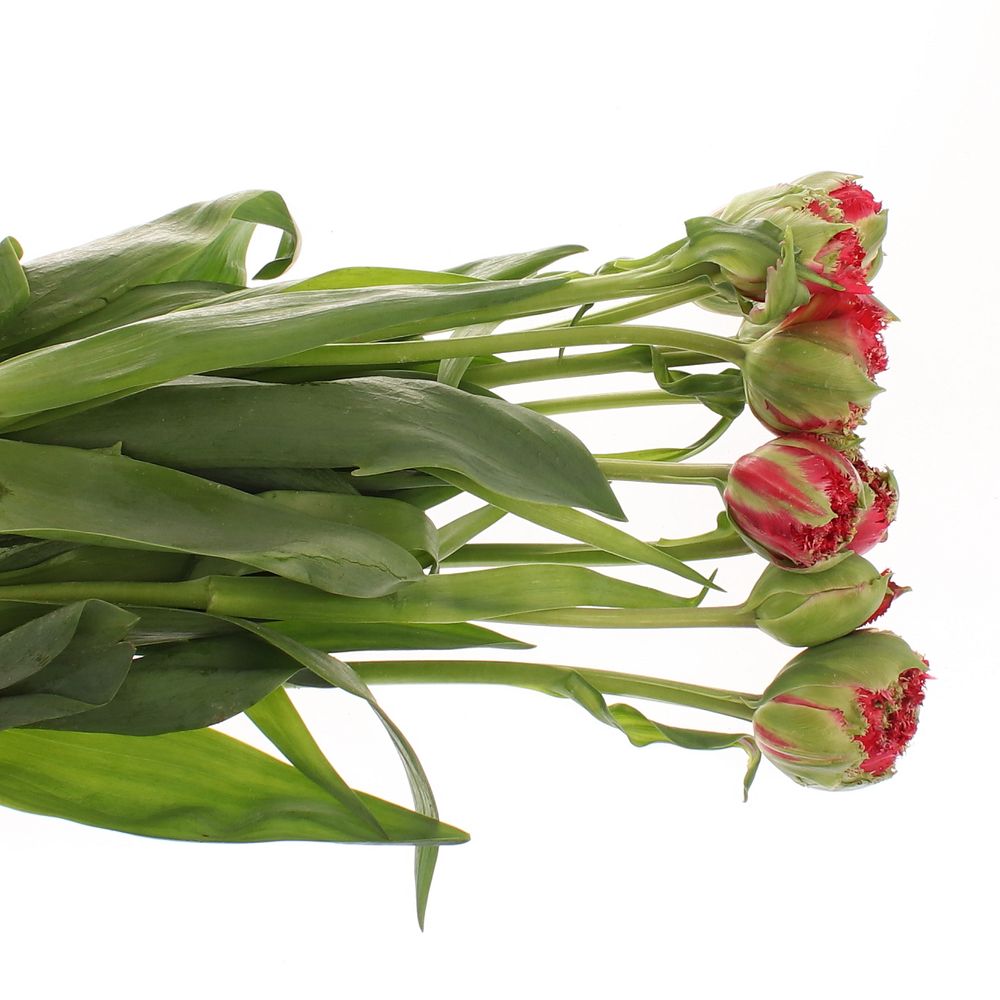 Franz.rot gezackt Renown 70 Gramm 65cm