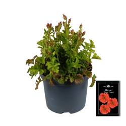 Geum orange Fiery Tempest T19 H055