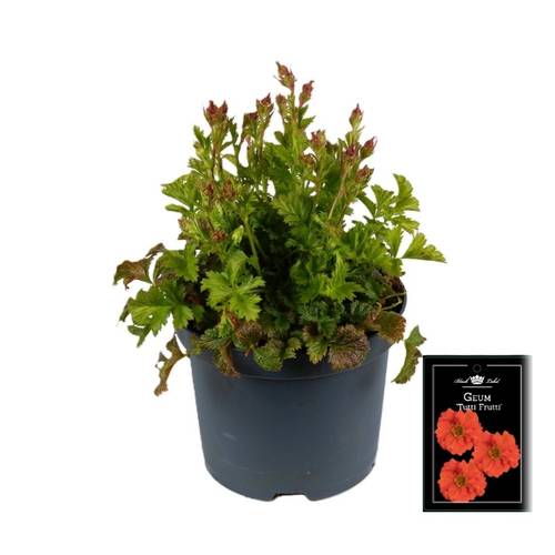 Geum orange Fiery Tempest T19 H055