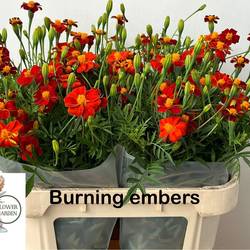 Tagetes Patula Burning Embers