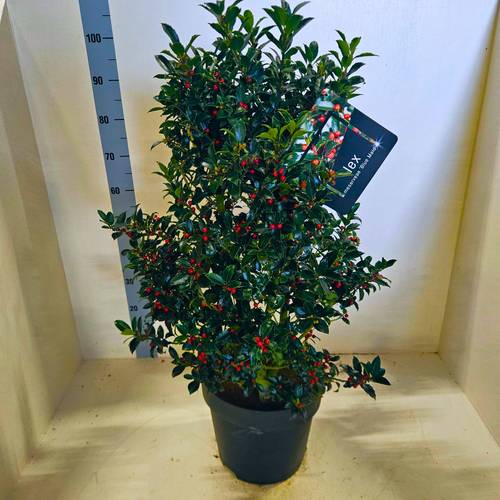 Ilex Blue Maid Strauch mit Beere T28 H100