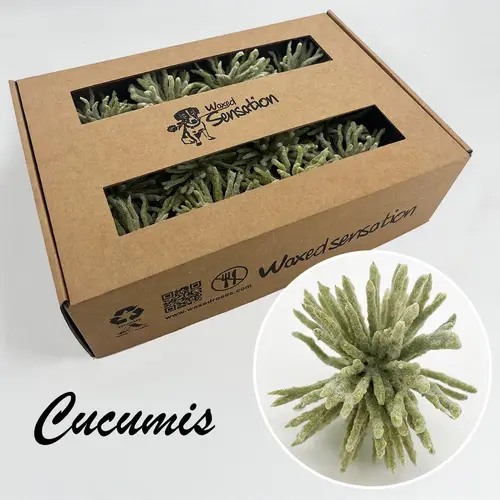 Seiden Wachs Cucumis hell grün