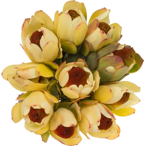 Leucadendron red Pom Pom 60cm
