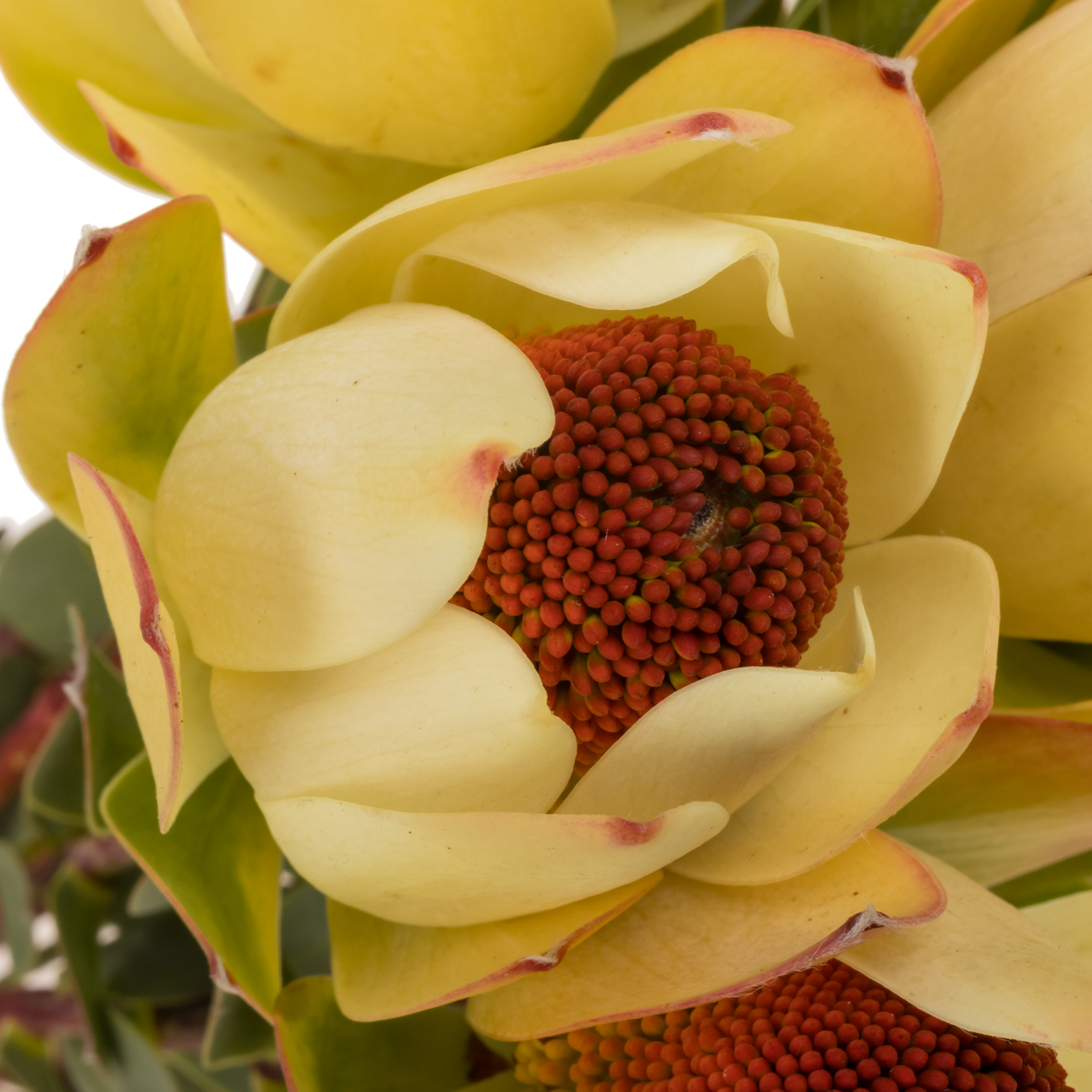 Leucadendron rot Pom Pom 60cm