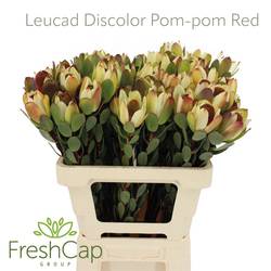 Leucadendron red Pom Pom 60cm