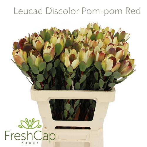 Leucadendron red Pom Pom 60cm