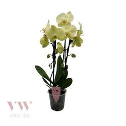 Phal.2-R gelb Cascade T12 H045