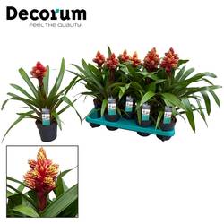 Guzmania rot/gelb Brush Verzweigt T13 H50
