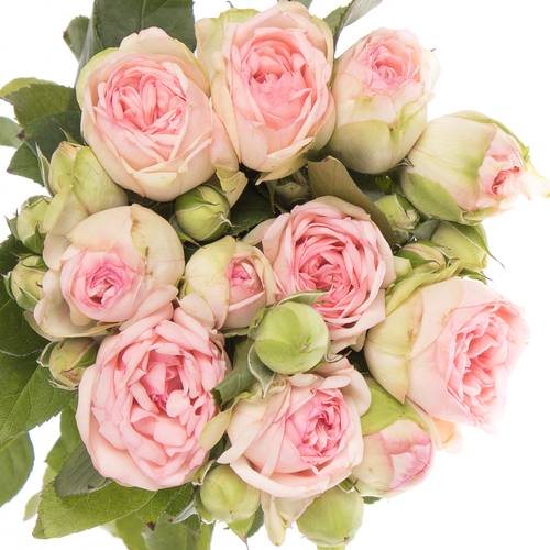 Rose rosa Freiland Piano Charming 3+Blüte 50cm