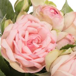 Rose rosa Freiland Piano Charming 3+Blüte 50cm
