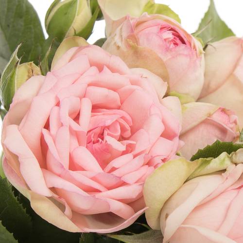 Rose rosa Freiland Piano Charming 3+Blüte 50cm