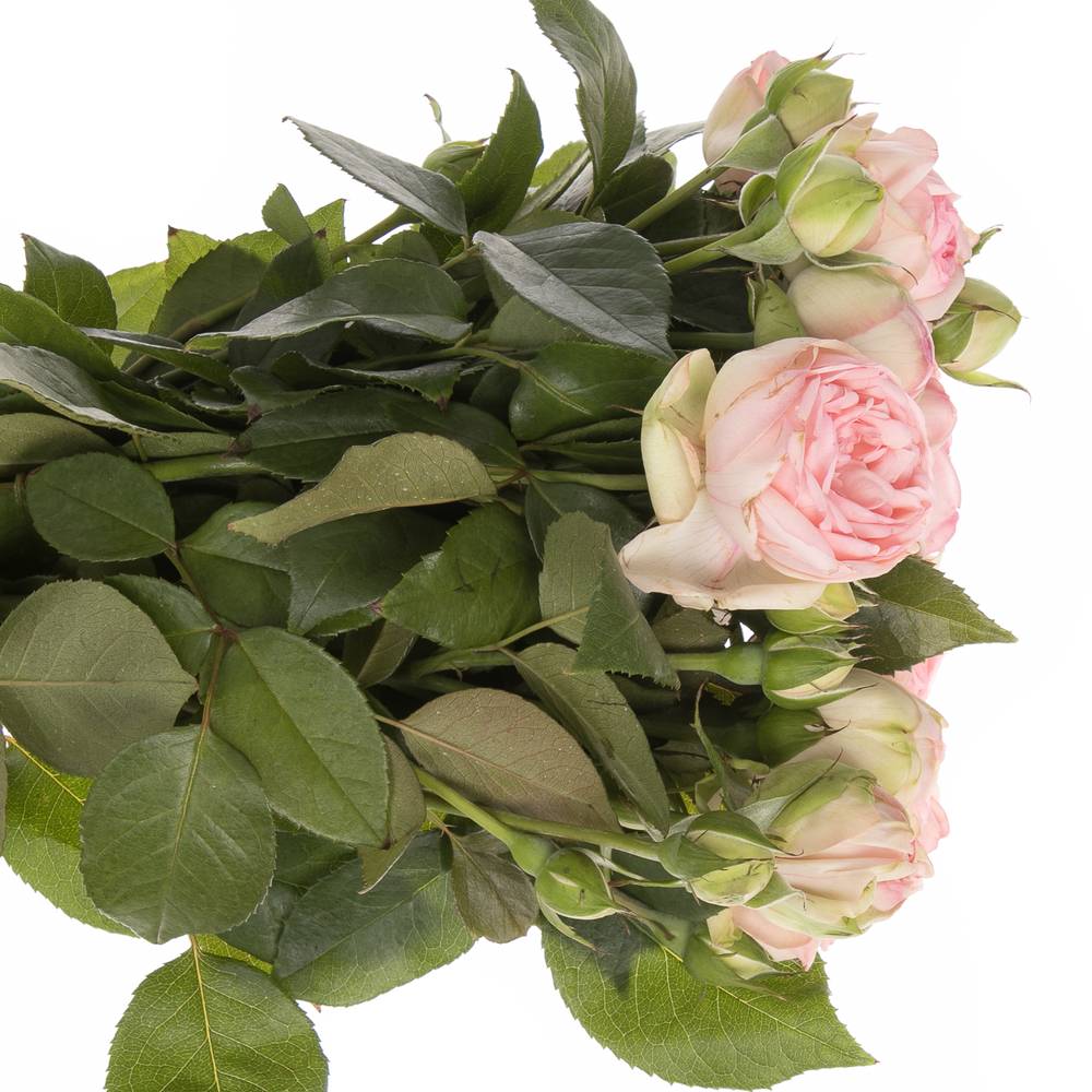 Rose rosa Freiland Piano Charming 3+Blüte 50cm
