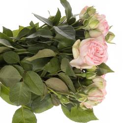 Rose rosa Freiland Piano Charming 3+Blüte 50cm
