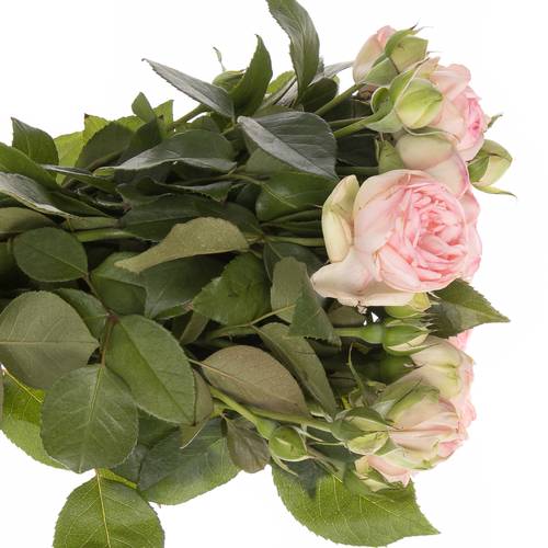 Rose rosa Freiland Piano Charming 3+Blüte 50cm