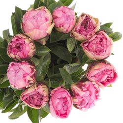 Pfingstrose rosa The Fawn 50cm