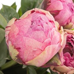 Pfingstrose rosa The Fawn 50cm