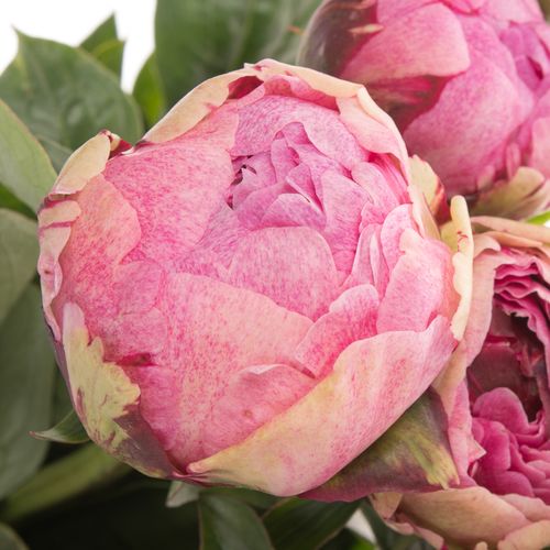 Pfingstrose rosa The Fawn 50cm