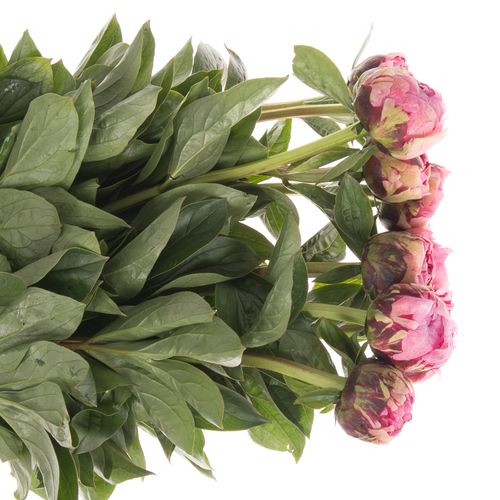 Pfingstrose rosa The Fawn 50cm