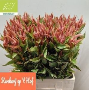 Celosia braun Terracotta 60cm