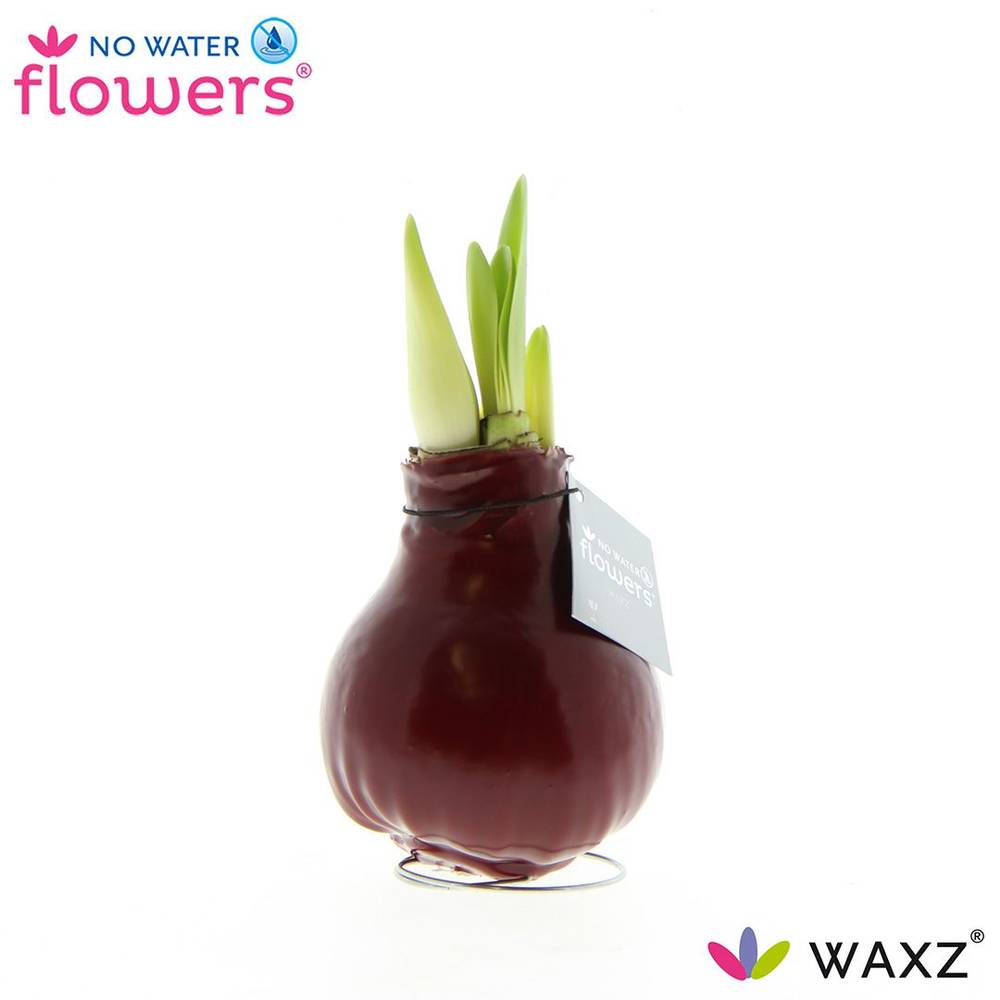 Amar.Bol Wachs Bordeaux rote Bl. 32cm H015